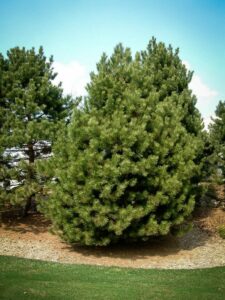 Сосна Чёрная (Pinus Nigra) купить по цене от 270.00р. в интернет-магазине «Посадика» с доставкой почтой в в Киренске и по всей России – [изображение №1].