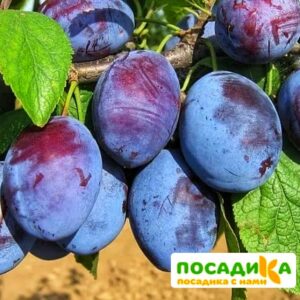 Слива Чачакская ранняя купить по цене от 229.00р. в интернет-магазине «Посадика» с доставкой почтой в в Киренске и по всей России – [изображение №1].