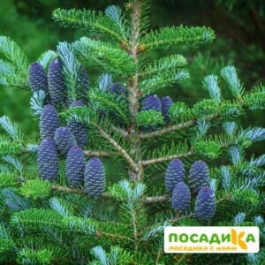 Пихта корейская (Abies koreana) купить по цене от 450.00р. в интернет-магазине «Посадика» с доставкой почтой в в Киренске и по всей России – [изображение №1].