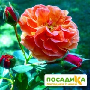 Роза Арабия купить по цене от 350.00р. в интернет-магазине «Посадика» с доставкой почтой в в Киренске и по всей России – [изображение №1].