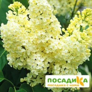 Сирень Примроуз (Primrose) купить по цене от 529.00р. в интернет-магазине «Посадика» с доставкой почтой в в Киренске и по всей России – [изображение №1].