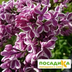 Сирень Сенсация купить по цене от 529.00р. в интернет-магазине «Посадика» с доставкой почтой в в Киренске и по всей России – [изображение №1].