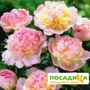 Пион Распберри Сандей (Paeonia Raspberry Sundae) купить по цене от 959р. в интернет-магазине «Посадика» с доставкой почтой в в Киренске и по всей России – [изображение №1].