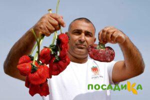 Клубника Гигант Джорнея купить по цене от 266р. в интернет-магазине «Посадика» с доставкой почтой в в Киренске и по всей России – [изображение №1].