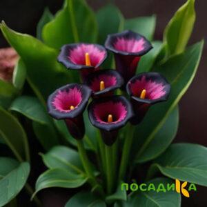 Калла Аура Лейс купить по цене от 400р. в интернет-магазине «Посадика» с доставкой почтой в в Киренске и по всей России – [изображение №1].