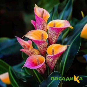 Калла Оникс купить по цене от 450р. в интернет-магазине «Посадика» с доставкой почтой в в Киренске и по всей России – [изображение №1].
