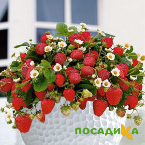 Клубника Рубиновый Шепот (горшечная) купить по цене от 240р. в интернет-магазине «Посадика» с доставкой почтой в в Киренске и по всей России – [изображение №1].