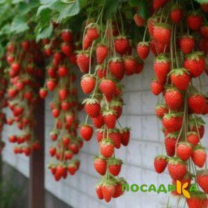 Клубника вьющаяся Комплимент купить по цене от 470р. в интернет-магазине «Посадика» с доставкой почтой в в Киренске и по всей России – [изображение №1].