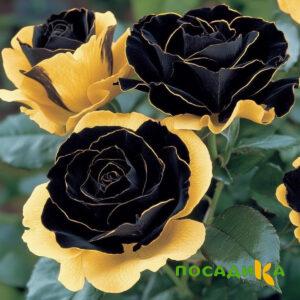 Роза Ханни Сикл купить по цене от 700р. в интернет-магазине «Посадика» с доставкой почтой в в Киренске и по всей России – [изображение №1].