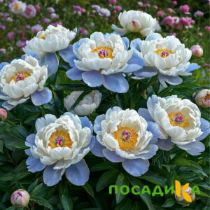 Пион акварельный Этюд купить по цене от 806р. в интернет-магазине «Посадика» с доставкой почтой в в Киренске и по всей России – [изображение №1].