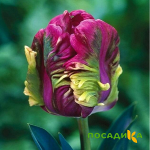 Тюльпан Экзотик Хэвен купить по цене от 186р. в интернет-магазине «Посадика» с доставкой почтой в в Киренске и по всей России – [изображение №1].