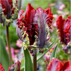 Тюльпан Рококо купить по цене от 350р. в интернет-магазине «Посадика» с доставкой почтой в в Киренске и по всей России – [изображение №1].