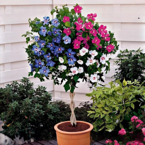 Гибискус-Дерево Триколор купить по цене от 289р. в интернет-магазине «Посадика» с доставкой почтой в в Киренске и по всей России – [изображение №1].