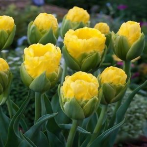 Тюльпан махровый Ванила Коп купить по цене от 159р. в интернет-магазине «Посадика» с доставкой почтой в в Киренске и по всей России – [изображение №1].