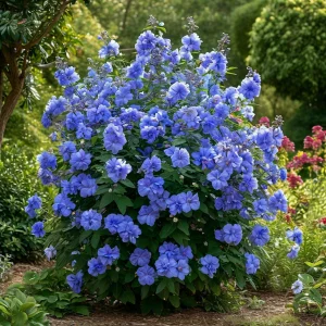 Гибискус Сансет Блоссом купить по цене от 248р. в интернет-магазине «Посадика» с доставкой почтой в в Киренске и по всей России – [изображение №1].