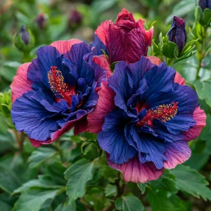 Гибискус Роуз Шайн купить по цене от 360р. в интернет-магазине «Посадика» с доставкой почтой в в Киренске и по всей России – [изображение №1].