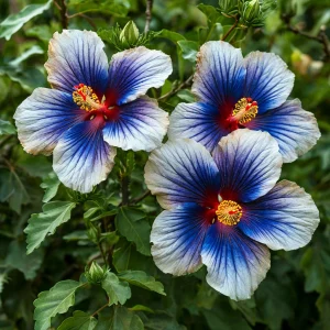 Гибискус Илюжн Вилью купить по цене от 259р. в интернет-магазине «Посадика» с доставкой почтой в в Киренске и по всей России – [изображение №1].