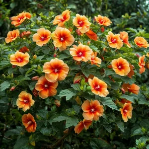 Гибискус Кристал Рэй купить по цене от 458р. в интернет-магазине «Посадика» с доставкой почтой в в Киренске и по всей России – [изображение №1].