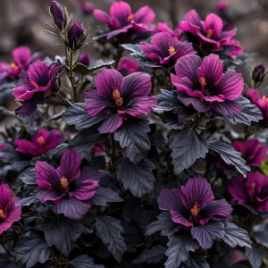 Гибискус Корал Чарм купить по цене от 271р. в интернет-магазине «Посадика» с доставкой почтой в в Киренске и по всей России – [изображение №1].