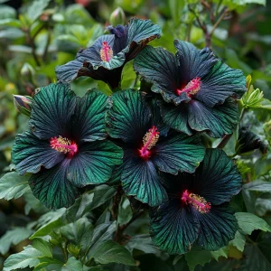 Гибискус Пикок Плюм купить по цене от 490р. в интернет-магазине «Посадика» с доставкой почтой в в Киренске и по всей России – [изображение №1].