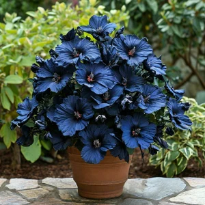 Гибискус Селестиал Флейм купить по цене от 326р. в интернет-магазине «Посадика» с доставкой почтой в в Киренске и по всей России – [изображение №1].