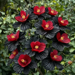 Гибискус Ройял Афеа купить по цене от 460р. в интернет-магазине «Посадика» с доставкой почтой в в Киренске и по всей России – [изображение №1].