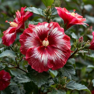 Гибискус Пурпл Мистик купить по цене от 360р. в интернет-магазине «Посадика» с доставкой почтой в в Киренске и по всей России – [изображение №1].