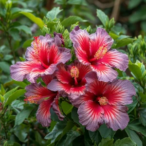 Гибискус Кримсон Флейм купить по цене от 479р. в интернет-магазине «Посадика» с доставкой почтой в в Киренске и по всей России – [изображение №1].