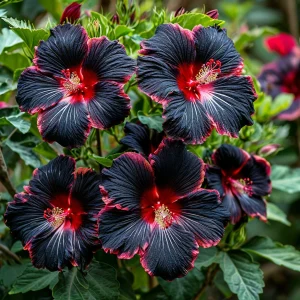 Гибискус садовый Файер Дэнсер купить по цене от 450р. в интернет-магазине «Посадика» с доставкой почтой в в Киренске и по всей России – [изображение №1].